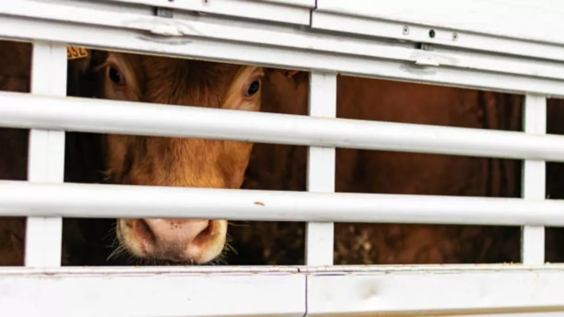 Abattoir de Maurienne suspendu après des vidéos choc : ce qu'il faut savoir