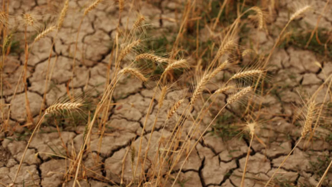 Ain : des communes en état de catastrophe naturelle sécheresse