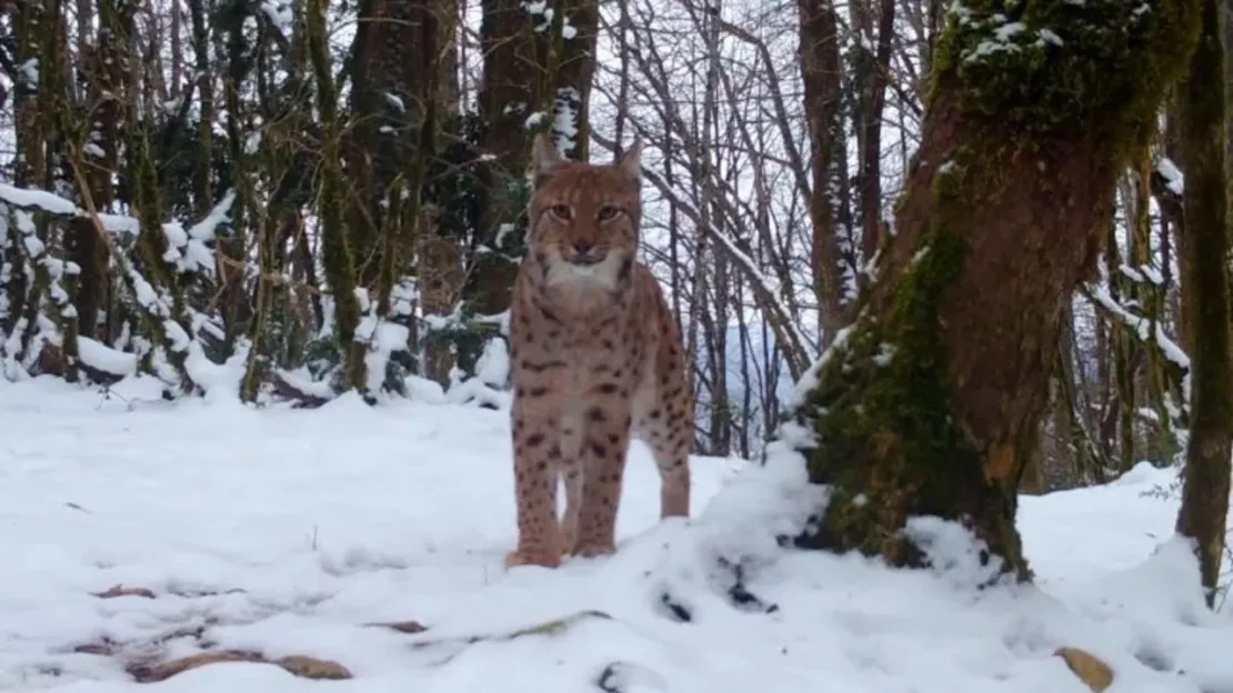 Ain: un appel à témoin après la mort d'un lynx