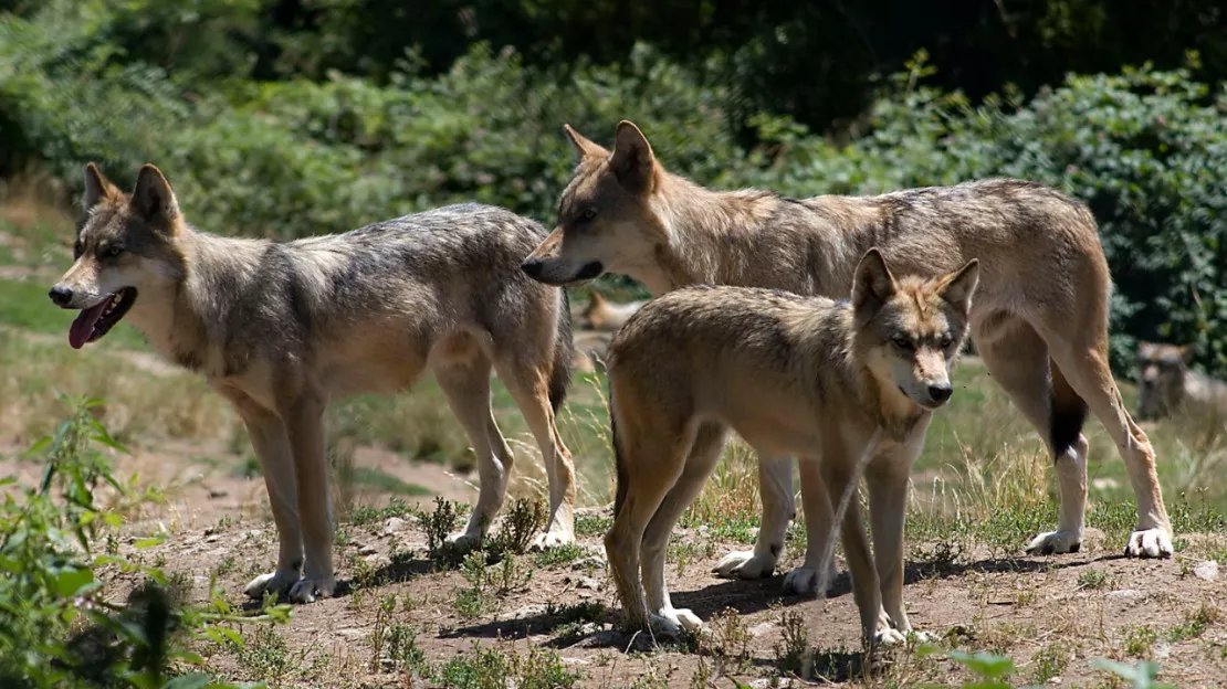 Aix-les-Bains: une manif pour la défense du loup demain