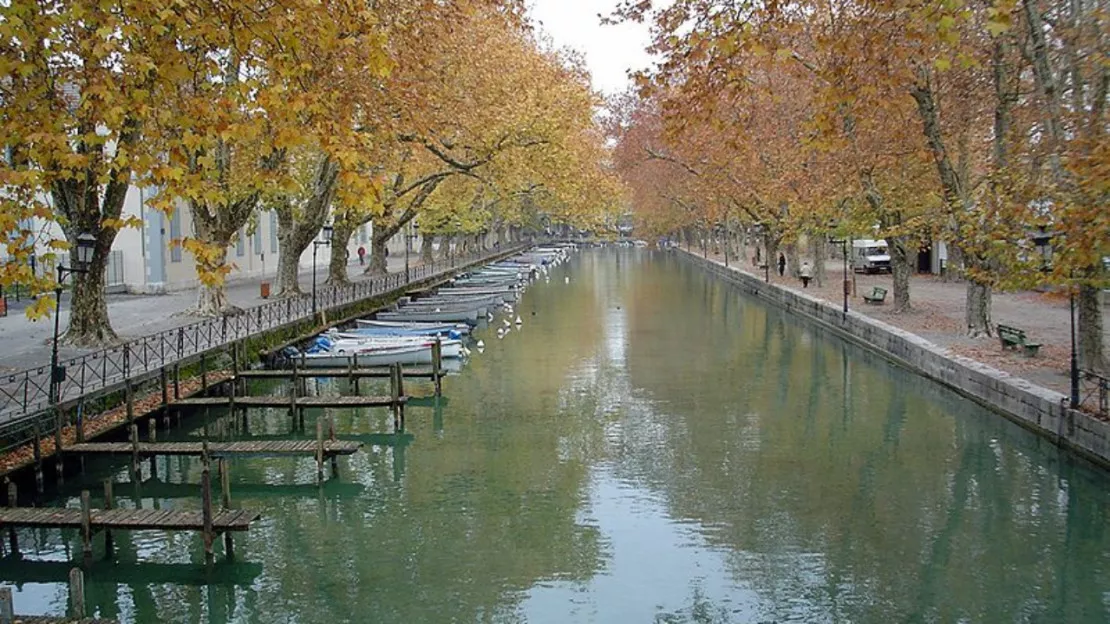 De nombreux arbres bientôt abattus à Annecy