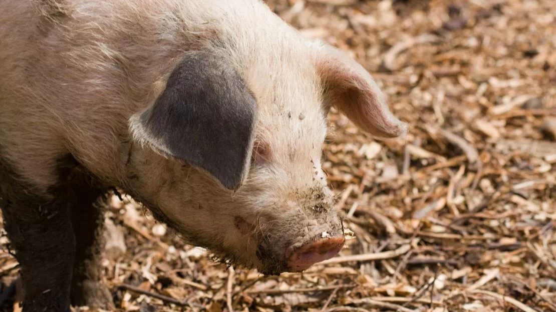 Des mesures de prévention en Savoie pour lutter contre la peste porcine africaine