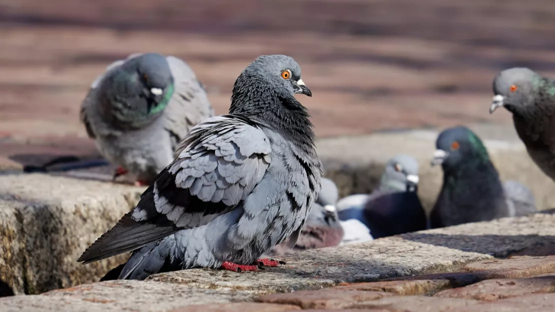 La Ville d’Annecy réagit à l’affaire des pigeons