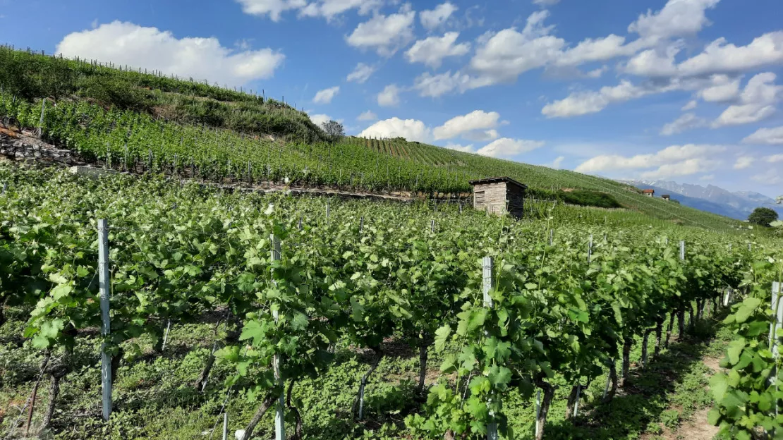 Le nouveau plan filière viticole se prépare en Savoie