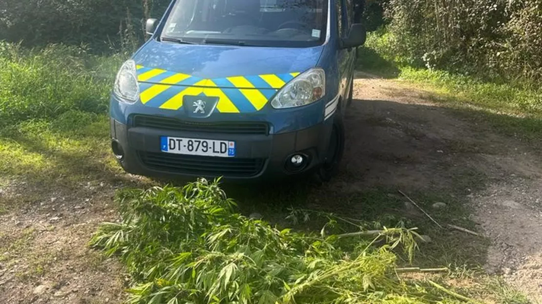 Bassin annécien : un trafic de stupéfiant démantelé