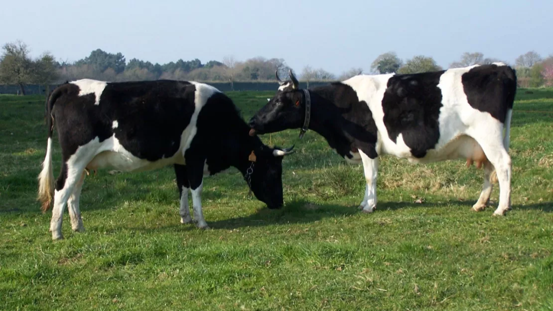 Une importante intervention dans un élevage de bovins dans l’Ain