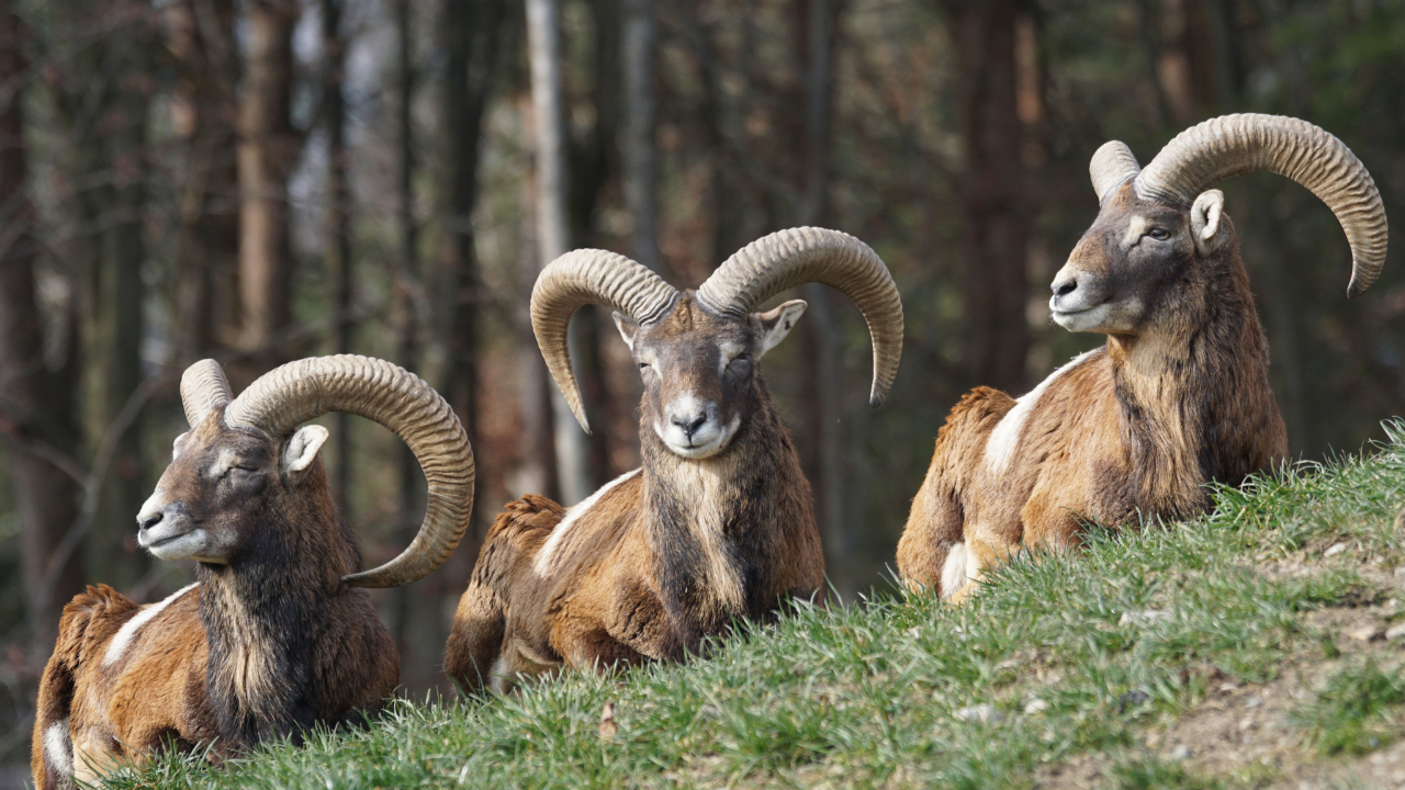 Ain : ce que vous devez savoir sur le premier cas de Fièvre Catarrhale Ovine Ain : ce que vous devez savoir sur le premier cas de Fièvre Catarrhale Ovine