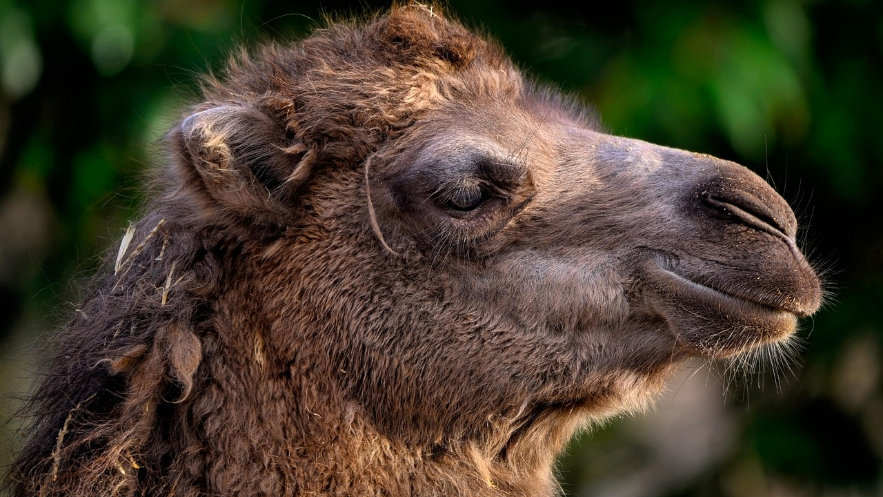 Ain : Des chameaux en liberté sur une route Ain : Des chameaux en liberté sur une route