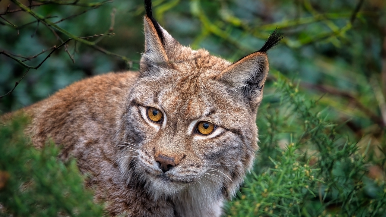 Ain : Un lynx caillass&eacute; d&eacute;c&egrave;de, deux enqu&ecirc;tes ouvertes