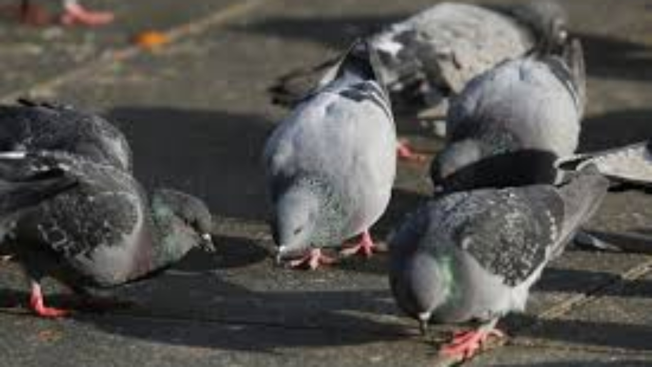 Annecy et Aix les Bains pointées du doigt par une association de défense des animaux Annecy et Aix les Bains pointées du doigt par une association de défense des animaux