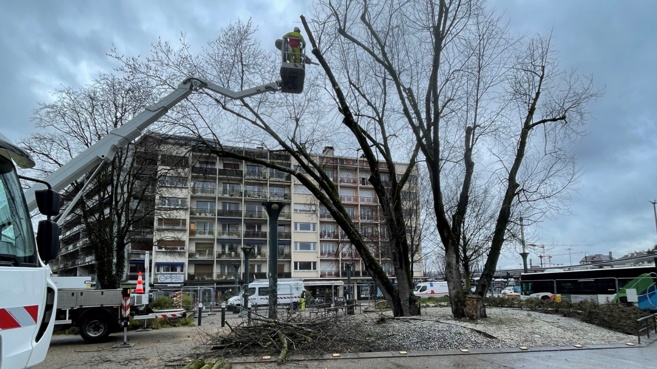 Annecy: les arbres victimes de la s&eacute;cheresse