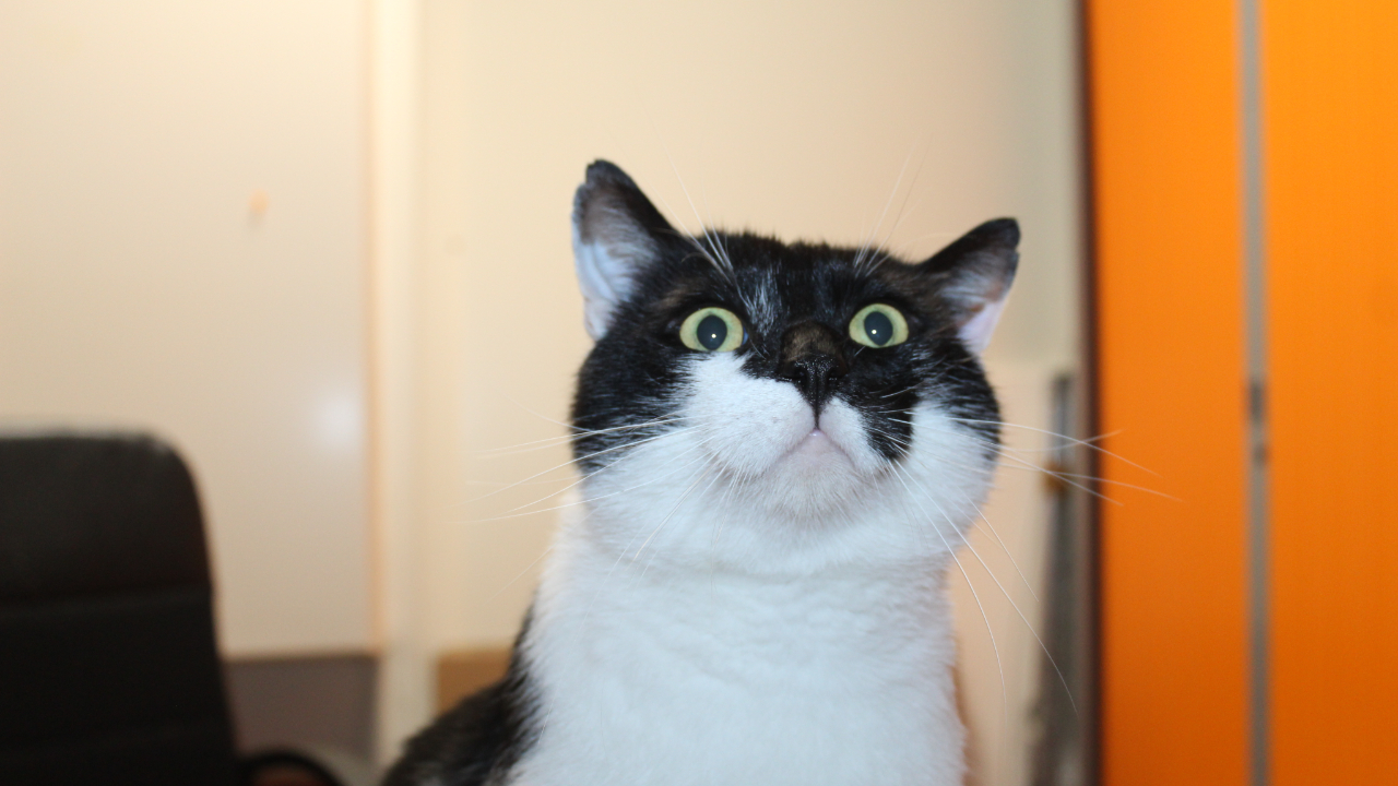 Cluses : les abandons d'animaux ne cessent d'augmenter Cluses : les abandons d'animaux ne cessent d'augmenter