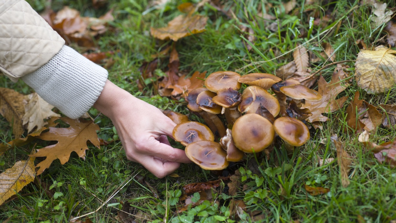 Dégringolade de 20 mètres pour ce cueilleur de champignons : les sauveteurs interviennent à Thénésol Dégringolade de 20 mètres pour ce cueilleur de champignons : les sauveteurs interviennent à Thénésol