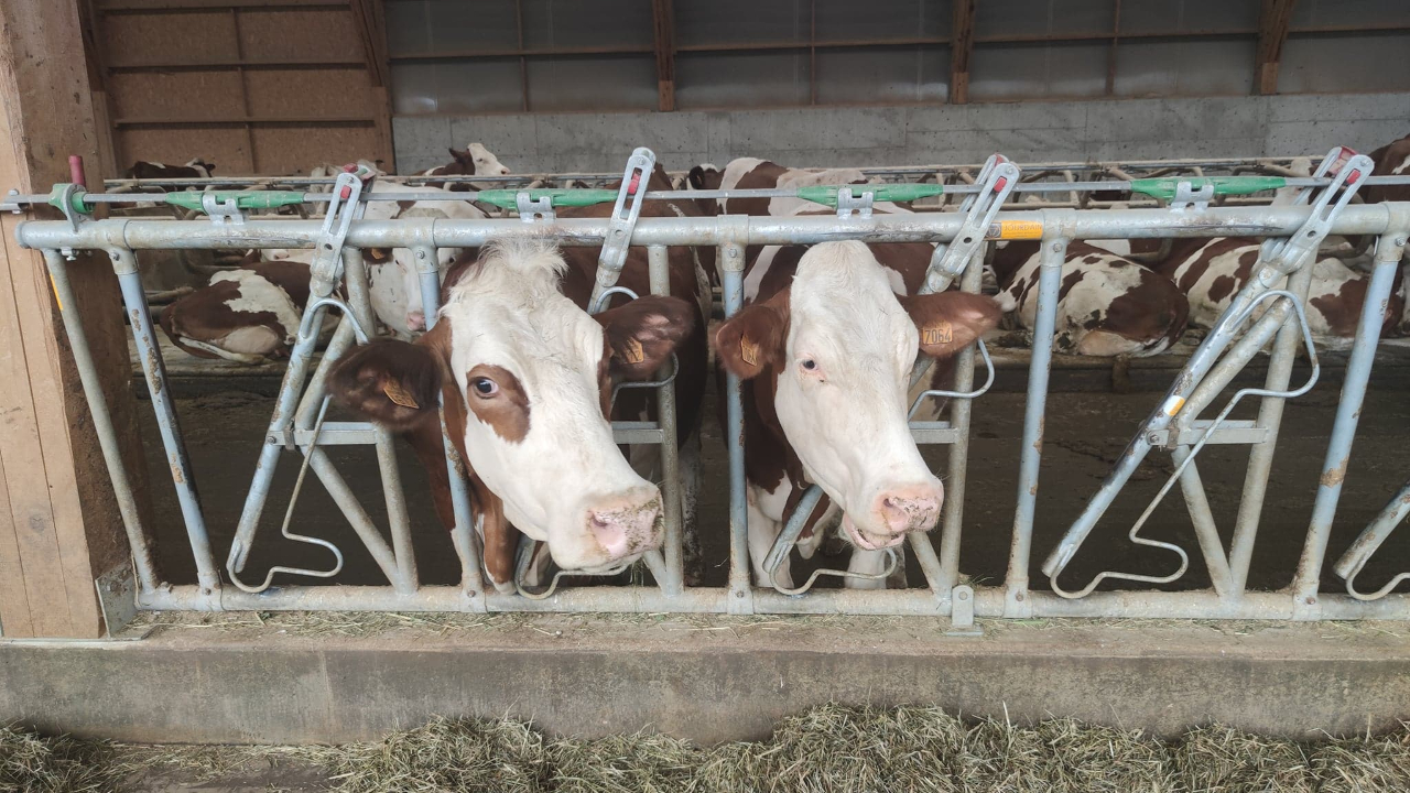 Dermatose nodulaire : Vingt foyers recensés en Haute-Savoie