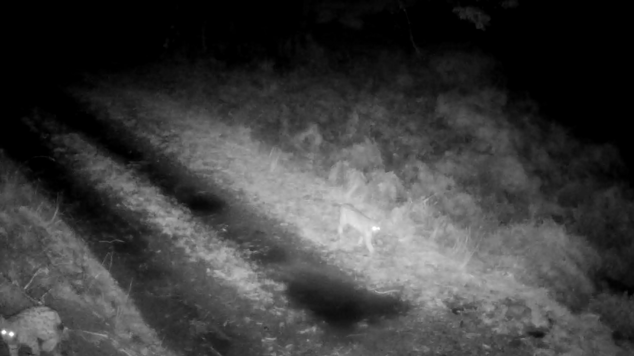 Deux jeunes lynx détectés dans le massif des Bauges en Savoie Deux jeunes lynx détectés dans le massif des Bauges en Savoie