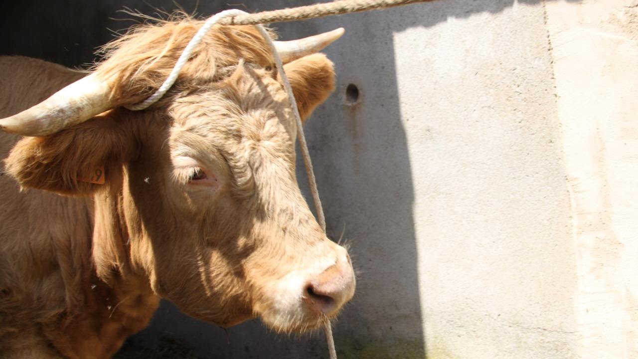 Entrelacs : la FDSEA dénonce l’arrêté préfectoral pris après la détection d'un foyer de dermatose nodulaire Entrelacs : la FDSEA dénonce l’arrêté préfectoral pris après la détection d'un foyer de dermatose nodulaire