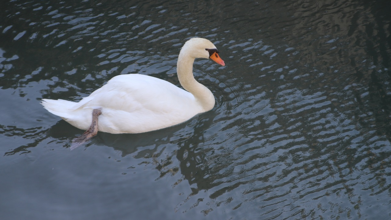 Grippe aviaire : un cygne infect&eacute; retrouv&eacute; &agrave; Annecy, les autorit&eacute;s appellent &agrave; la vigilance