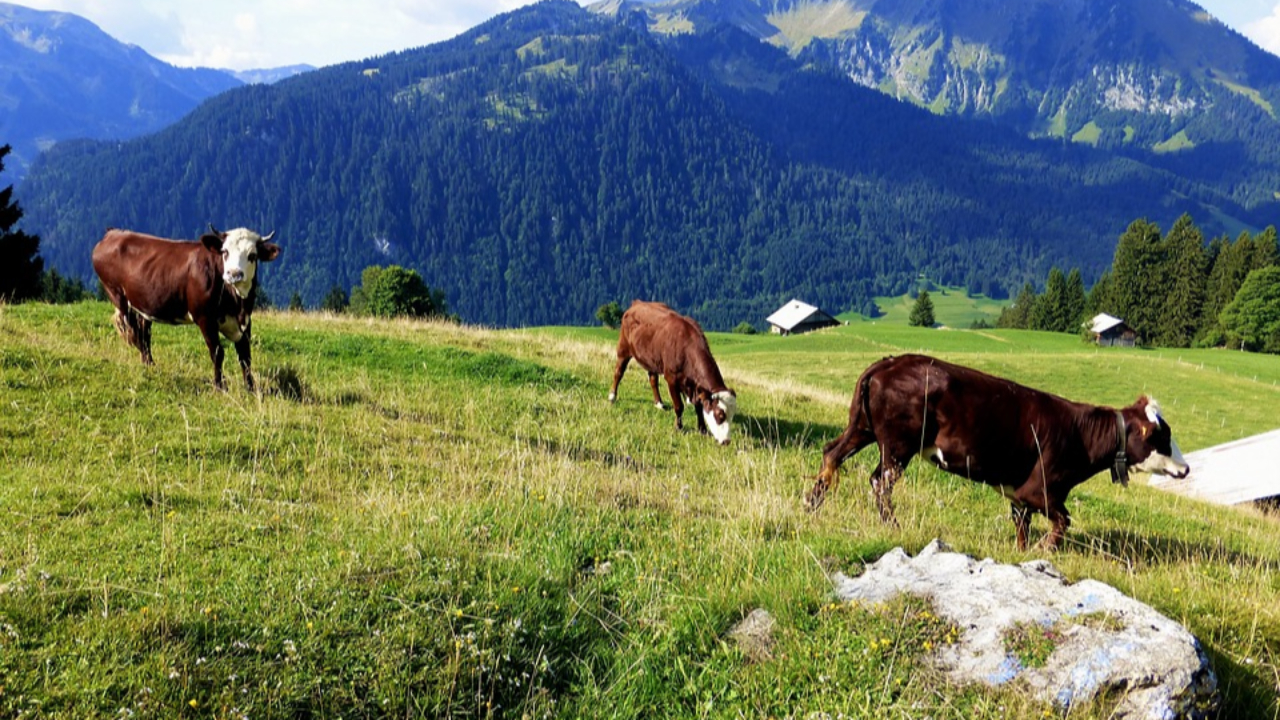 Haute-Savoie : All&egrave;gement des mesures li&eacute;es &agrave; la dermatose nodulaire contagieuse