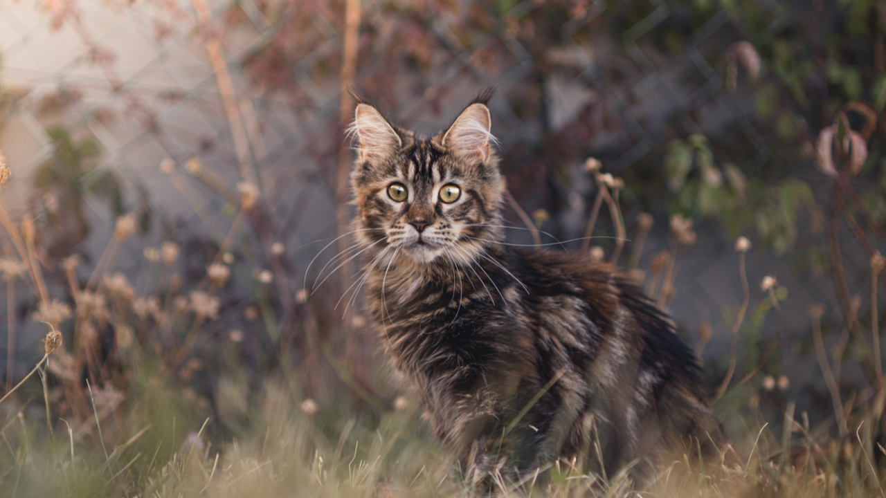 Haute-Savoie : Deux chats retrouvés pendus, une enquête ouverte Haute-Savoie : Deux chats retrouvés pendus, une enquête ouverte