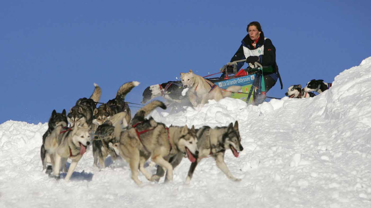La 20ème édition de la Grande odyssée dévoilée La 20ème édition de la Grande odyssée dévoilée