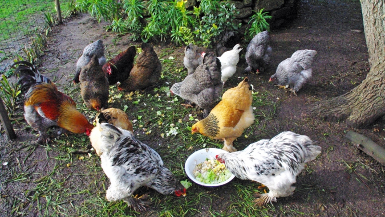 La fin de l’épisode d’influenza aviaire dans l’Ain La fin de l’épisode d’influenza aviaire dans l’Ain