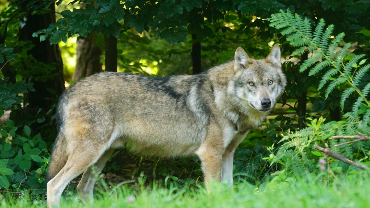 Loup relâché dans les Alpes : " La prédation continue de peser lourdement sur le pastoralisme" Loup relâché dans les Alpes : " La prédation continue de peser lourdement sur le pastoralisme"
