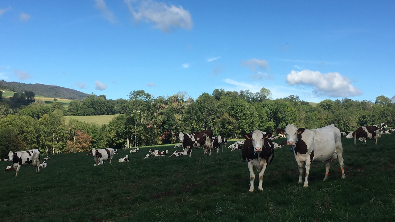 Pays de Savoie : 90% des des bovins vaccinés et les éleveurs indemnisés Pays de Savoie : 90% des des bovins vaccinés et les éleveurs indemnisés