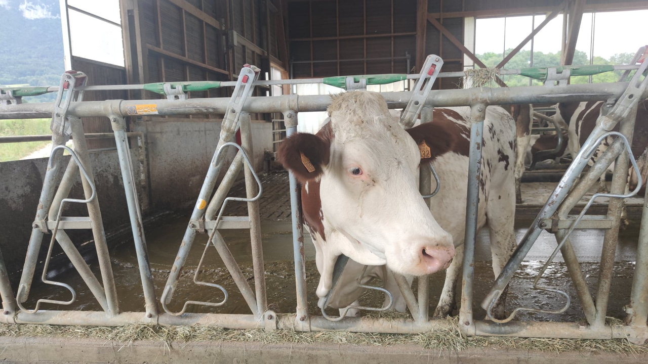 Pays de Savoie : Presque 50 foyers de dermatose recensés Pays de Savoie : Presque 50 foyers de dermatose recensés