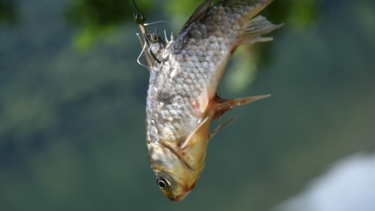 Pays de Savoie : Une pétition pour arrêter la vente de poissons à Décathlon