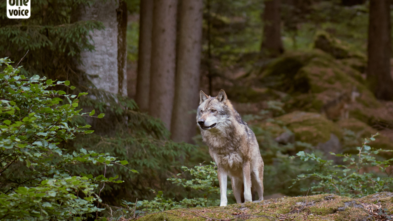 Prédation du loup: une avancée historique pour les éleveurs Prédation du loup: une avancée historique pour les éleveurs