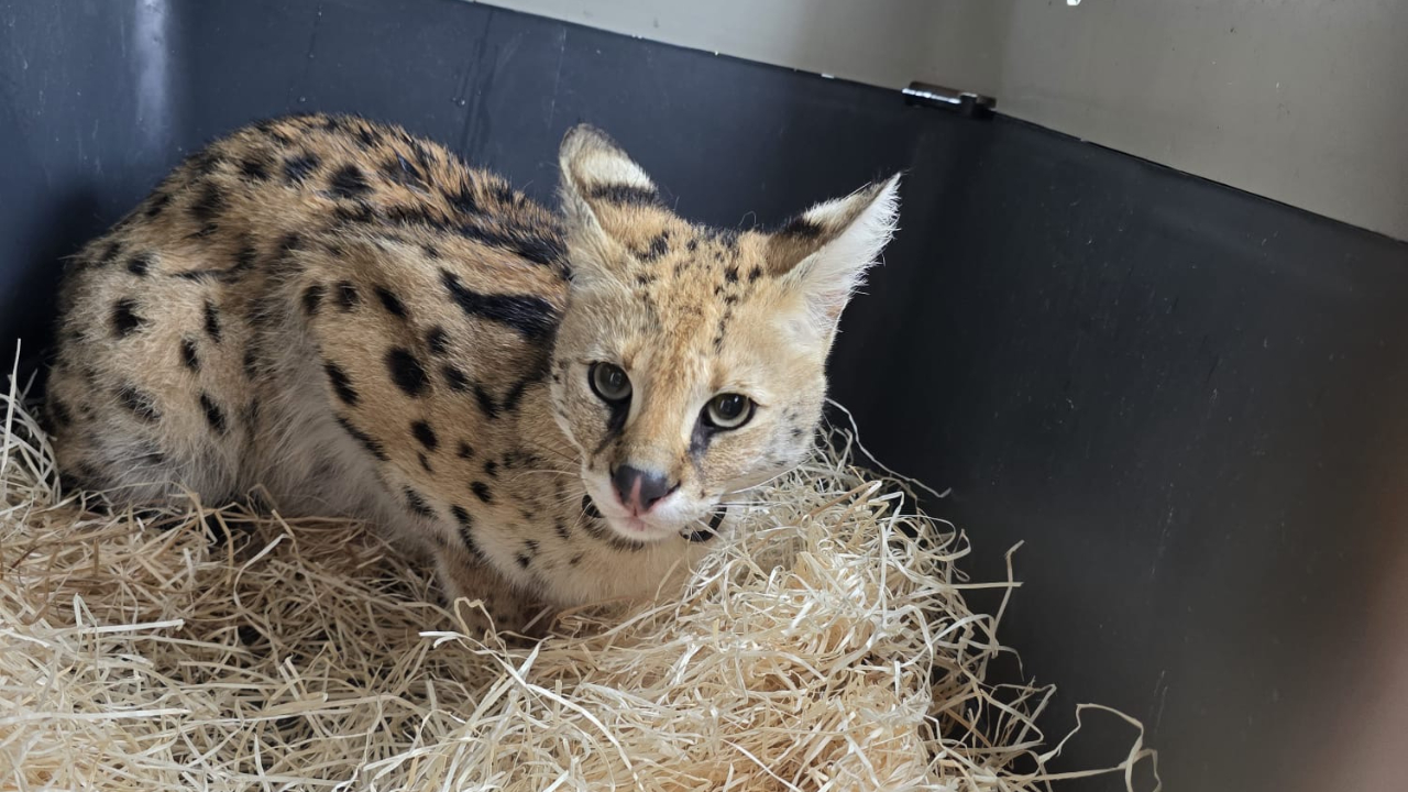 Pr&egrave;s d'Annecy : Arr&ecirc;t&eacute; pour d&eacute;tention ill&eacute;gale d'un serval