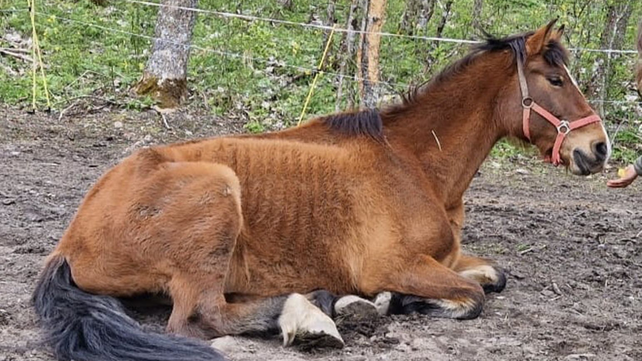 Sans nourriture dans un pré dépourvu d'herbe : une éleveuse interdite d’exercer pendant 5 ans après avoir abandonné son cheval Sans nourriture dans un pré dépourvu d'herbe : une éleveuse interdite d’exercer pendant 5 ans après avoir abandonné son cheval