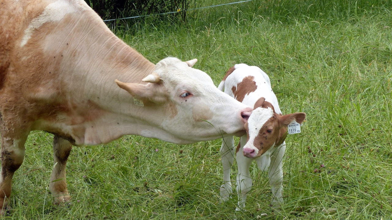 Savoie : Deux nouveaux foyers de dermatose nodulaire