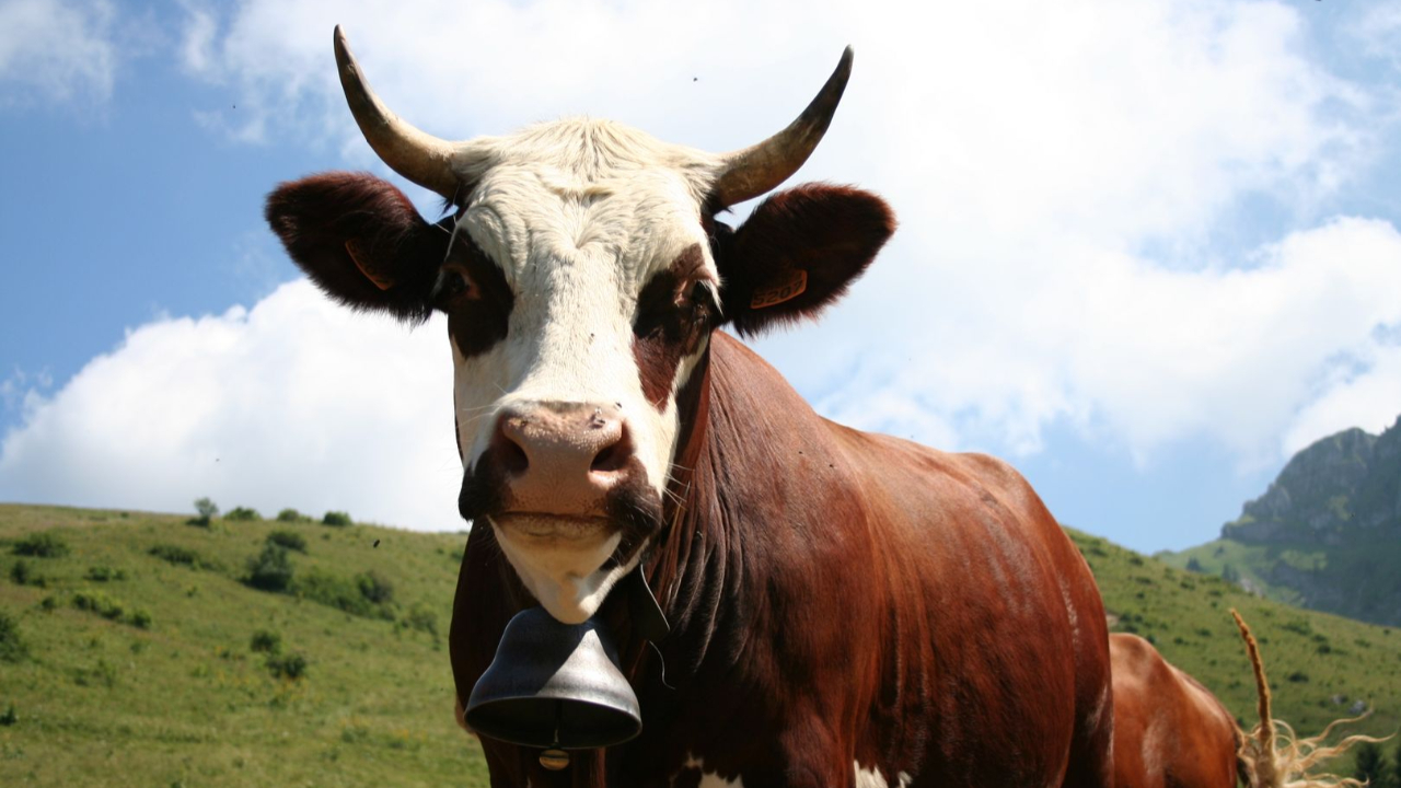 Savoie : La F&ecirc;te de la Terre annul&eacute;e &agrave; cause du foyer de dermatose