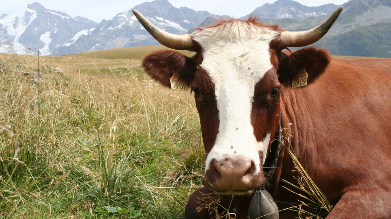 Savoie : Le député Jean-François Coulomme contre les combats de vaches Savoie : Le député Jean-François Coulomme contre les combats de vaches