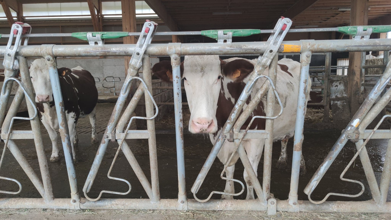 Savoie : Un premier foyer de dermatose identifié dans un élevage Savoie : Un premier foyer de dermatose identifié dans un élevage