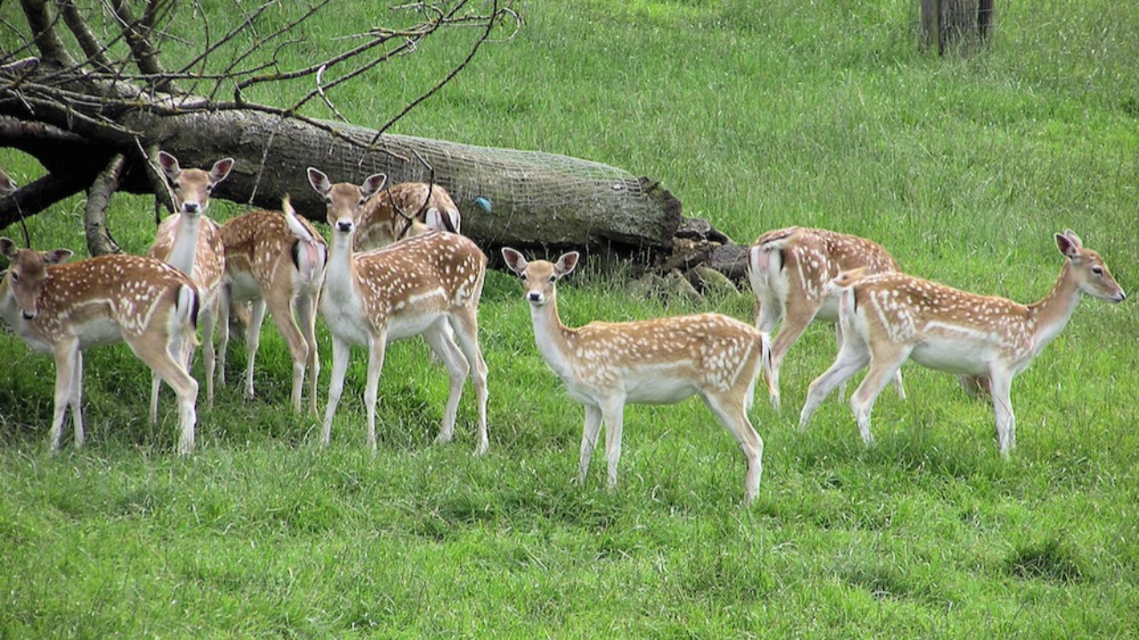 Semnoz : Le parc animalier de la Grande Jeanne en travaux Semnoz : Le parc animalier de la Grande Jeanne en travaux