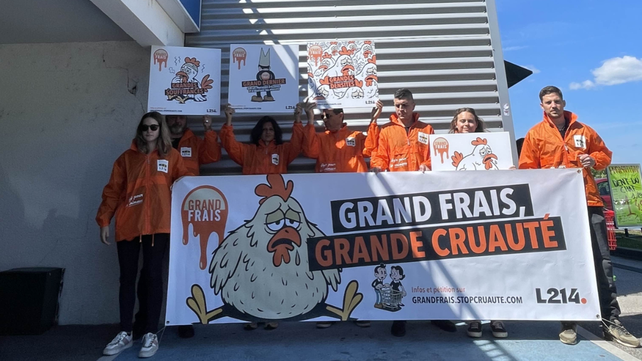 Seynod : Action de sensibilisation de L214 contre Grand Frais Seynod : Action de sensibilisation de L214 contre Grand Frais