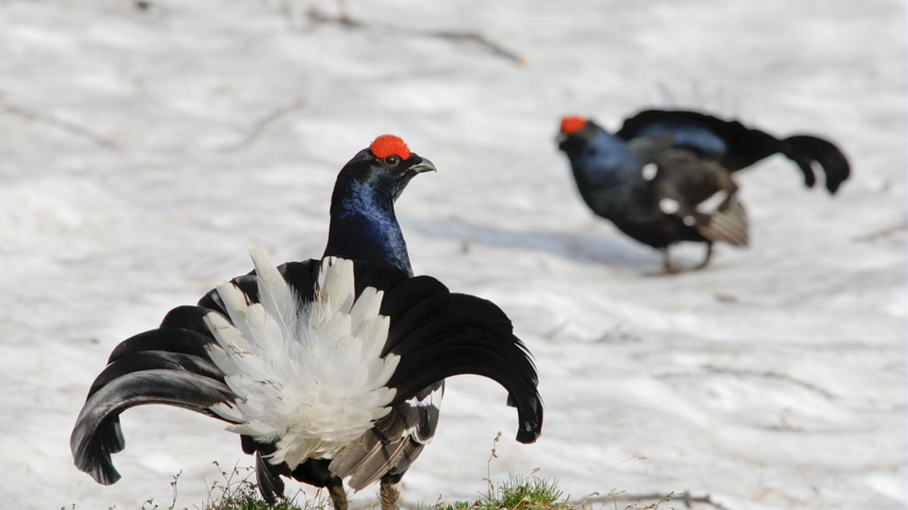 Une victoire pour les d&eacute;fenseurs des animaux en Haute-Savoie
