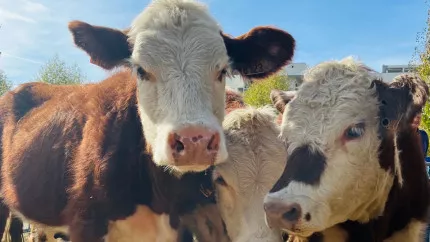 Grand succ&egrave;s pour l&rsquo;Ancileviennerie 2024 avec plus de 25 000 visiteurs !