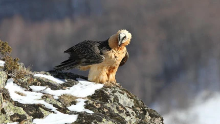 Gypa&egrave;te barbu et chardon bleu : Un projet haut-savoyard laur&eacute;at de la Fondation du Patrimoine